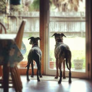 Fundraising Page: Kara Killough